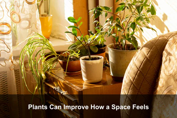 Plants Can Improve How a Space Feels