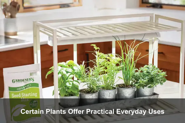 Certain Plants Offer Practical Everyday Uses