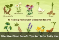 Effective Plant Benefit Tips for Safer Daily Use Effective Plant Benefit Tips for Safer Daily Use