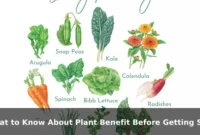 What to Know About Plant Benefit Before Getting Started What to Know About Plant Benefit Before Getting Started