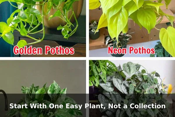 Start With One Easy Plant, Not a Collection
