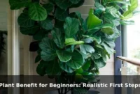 Plant Benefit for Beginners: Realistic First Steps Plant Benefit for Beginners: Realistic First Steps