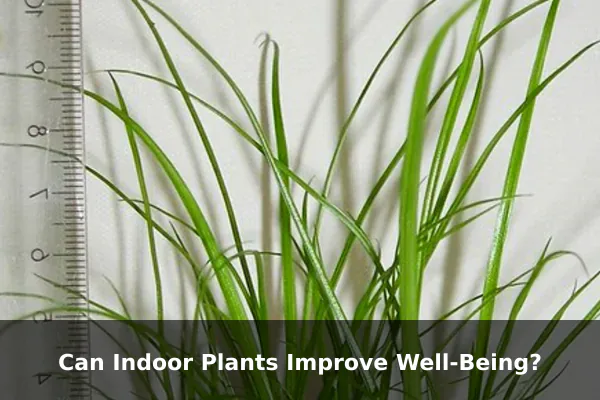 Can Indoor Plants Improve Well-Being?