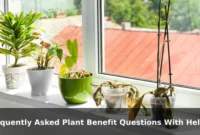 Frequently Asked Plant Benefit Questions With Helpful Answers Frequently Asked Plant Benefit Questions With Helpful Answers