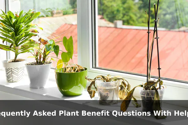 Frequently Asked Plant Benefit Questions With Helpful Answers