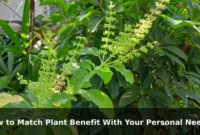 How to Match Plant Benefit With Your Personal Needs How to Match Plant Benefit With Your Personal Needs