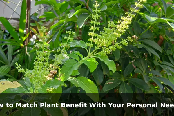How to Match Plant Benefit With Your Personal Needs