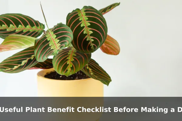 A Useful Plant Benefit Checklist Before Making a Decision