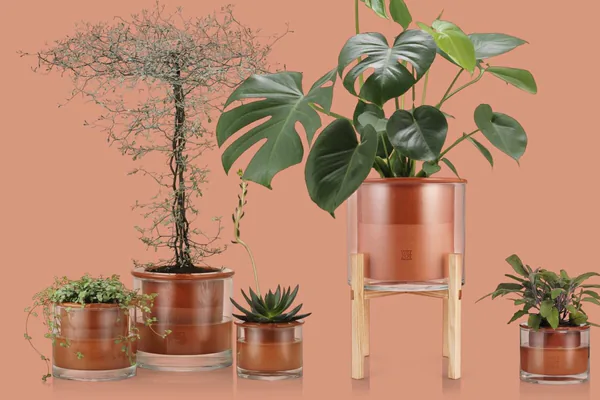 Risk 3: Indoor Plants, Moisture, Mold, and Breathing Sensitivity
