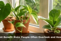 Plant Benefit Risks People Often Overlook and How to Reduce Them Plant Benefit Risks People Often Overlook and How to Reduce Them