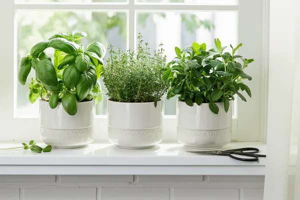 Grow Useful Herbs for Daily Cooking