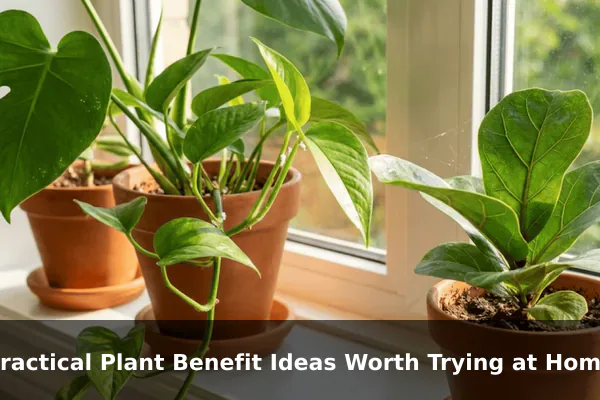 Practical Plant Benefit Ideas Worth Trying at Home