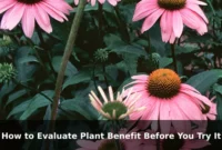 How to Evaluate Plant Benefit Before You Try It How to Evaluate Plant Benefit Before You Try It