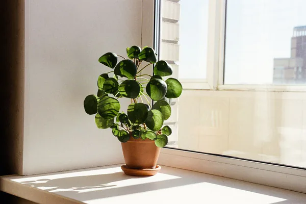 Choose Plants That Fit the Site Before Spending More