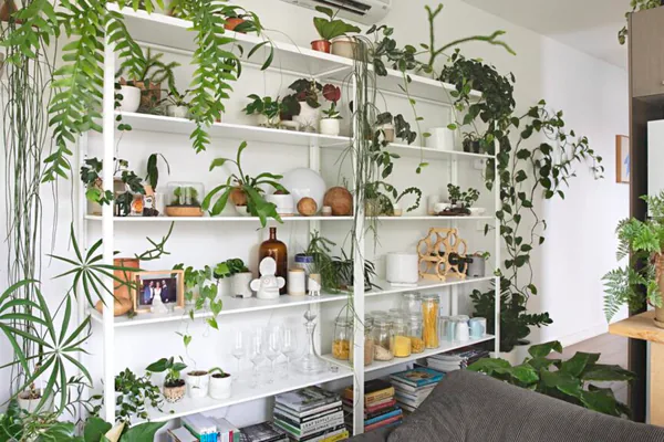 healthy thriving indoor houseplants on shelf
