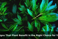 Signs That Plant Benefit Is the Right Choice for Your Needs Signs That Plant Benefit Is the Right Choice for Your Needs